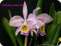 Cattleya eldorado M.Ito